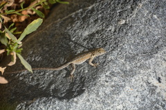 Uta stansburiana elegans