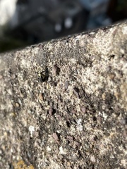 Cionus scrophulariae