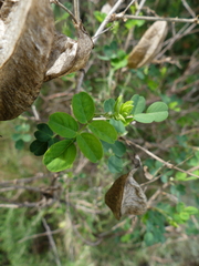 Colutea arborescens