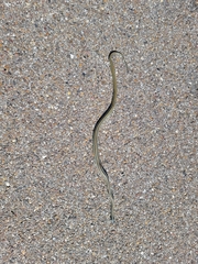 Thamnophis proximus orarius