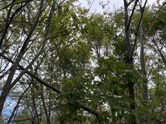 Sorbus americana