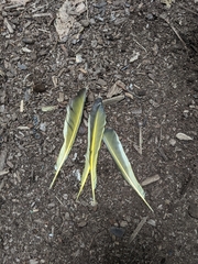 Colaptes auratus luteus