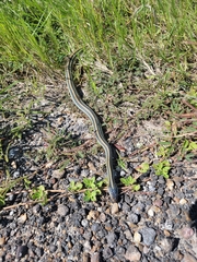 Thamnophis proximus orarius