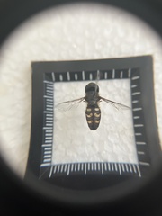 Lapposyrphus