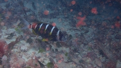 Diplodus fasciatus