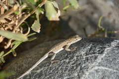 Uta stansburiana elegans