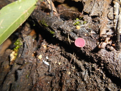 Phillipsia domingensis