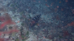 Diplodus fasciatus