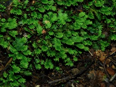 Fissidens osmundioides