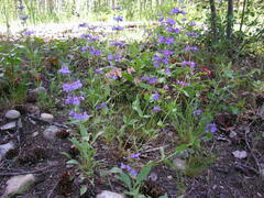Penstemon pruinosus
