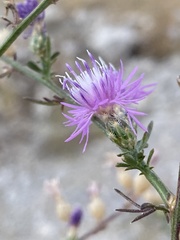 Centaurea glaberrima divergens