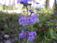 Penstemon pruinosus