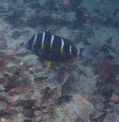 Diplodus fasciatus