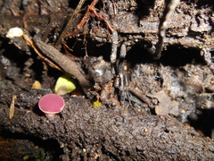 Phillipsia domingensis