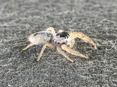 Hentzia mitrata