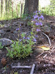 Penstemon pruinosus