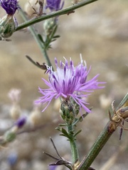 Centaurea glaberrima divergens