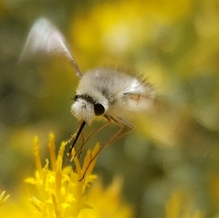 Bombyliini