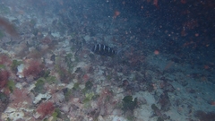 Diplodus fasciatus
