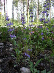Penstemon pruinosus