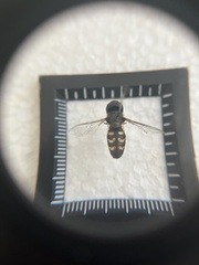 Lapposyrphus