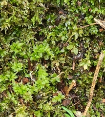 Plagiomnium cuspidatum