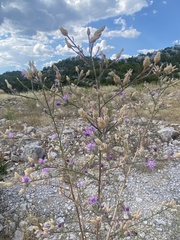 Centaurea glaberrima divergens