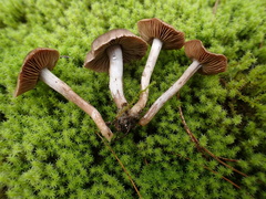 Cortinarius decipiens