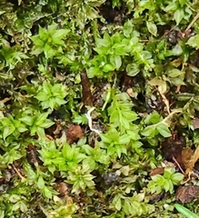 Plagiomnium cuspidatum