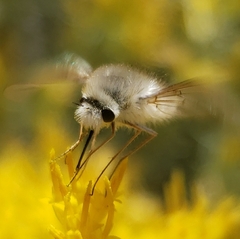 Bombyliini