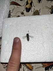 Lapposyrphus