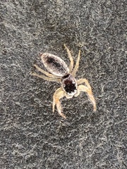 Hentzia mitrata