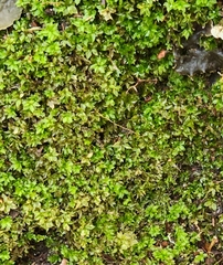 Plagiomnium cuspidatum