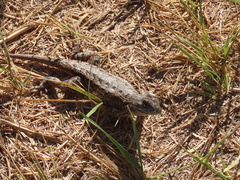 Sceloporus occidentalis occidentalis