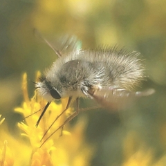 Bombyliini