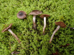 Cortinarius decipiens
