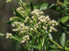 Baccharis salicina