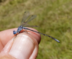 Lestes disjunctus