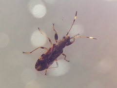 Neopamera albocincta