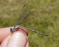 Lestes disjunctus