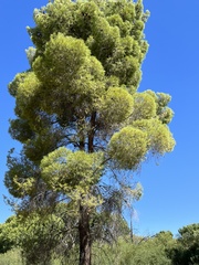 Pinus halepensis