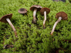 Cortinarius decipiens