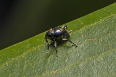 Trigonopterus