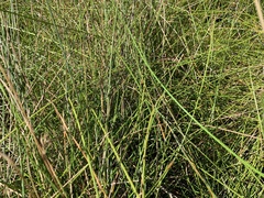 Eleocharis rostellata