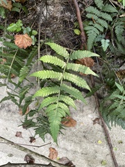 Deparia petersenii