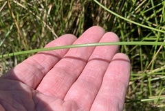 Eleocharis rostellata