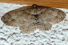 Paradarisa consonaria