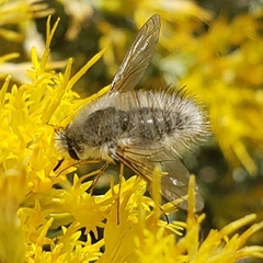 Bombyliini