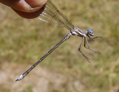 Archilestes californicus
