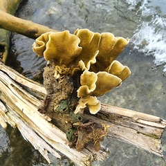 Millepora complanata